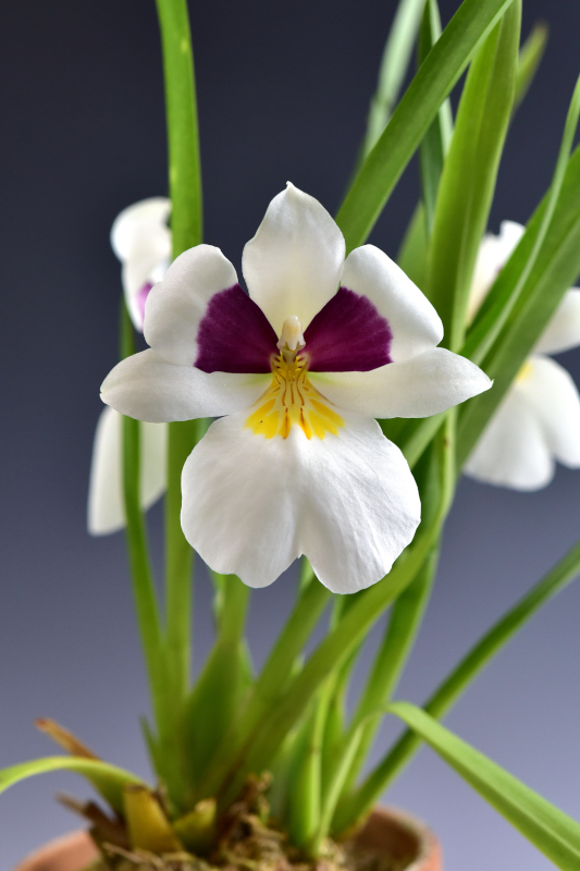 Miltoniopsis roezlii