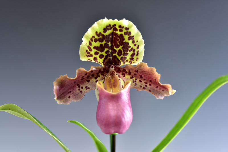 Paphiopedilum henryanum 'MU-#1'