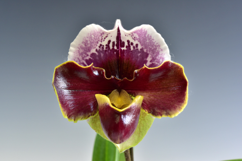 Paphiopedilum (Dark Hollow × Jenna Marie)