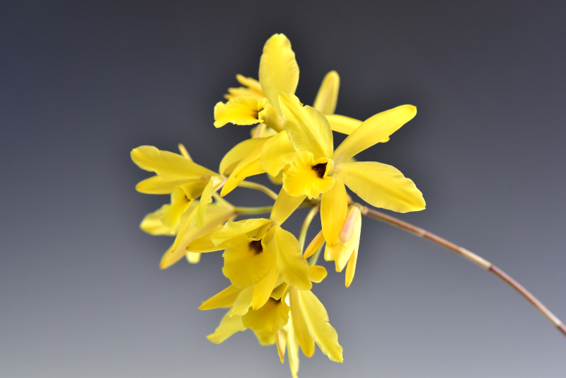 Laelia rubescens 'Flava'