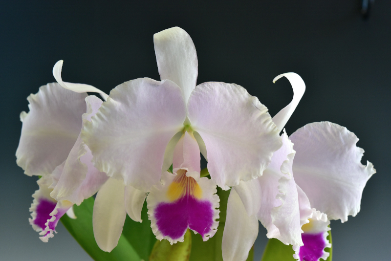 Cattleya trianae 'Nana' SM/JOGA