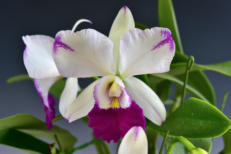 Cattleya Dorothy Oka 'Sheba'