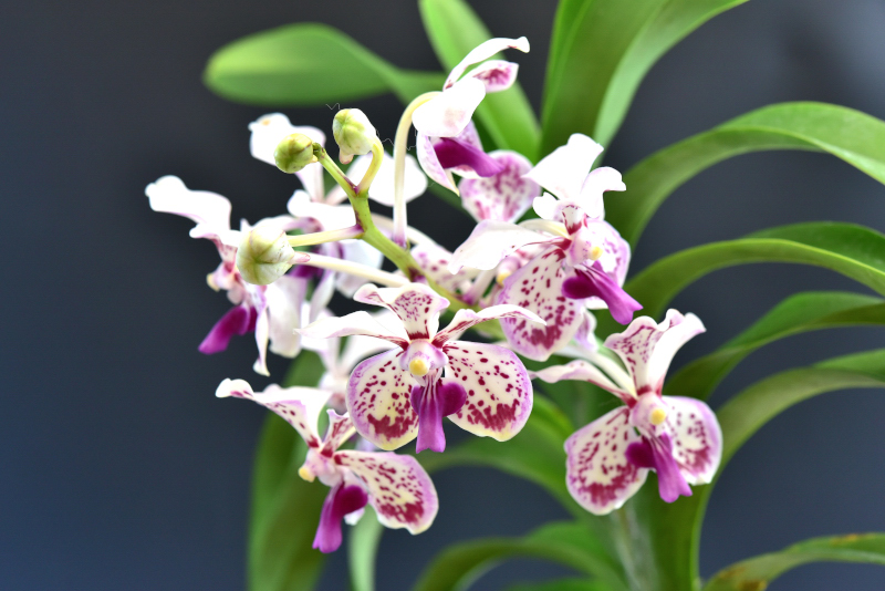 Vanda tricolor