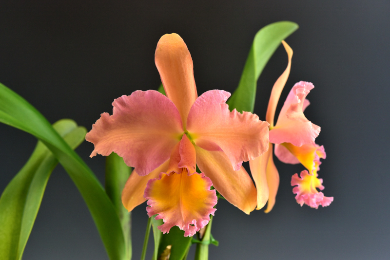 Rhyncholaeliocattleya (Edith North × Salmon Sensation)