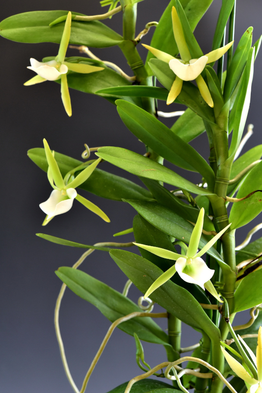 Angraecum birrimense