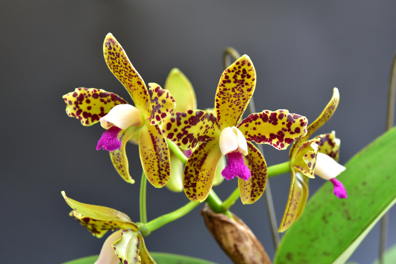 Cattleya guttata ('green' × 'green') 