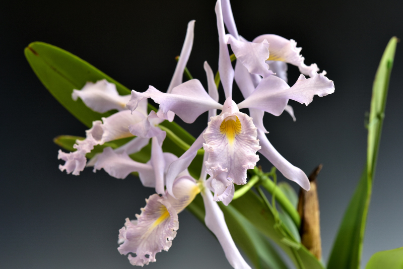 Cattleya maxima 'Monte Prado'