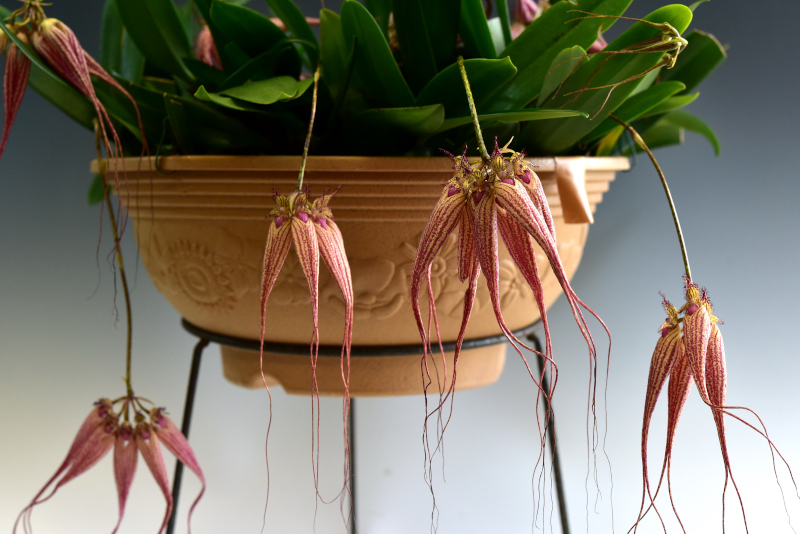 Bulbophyllum Elizabeth Ann (longissimum × rothschildianum) 