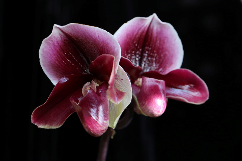 Paphiopedilum New Direction'Blood Stone'