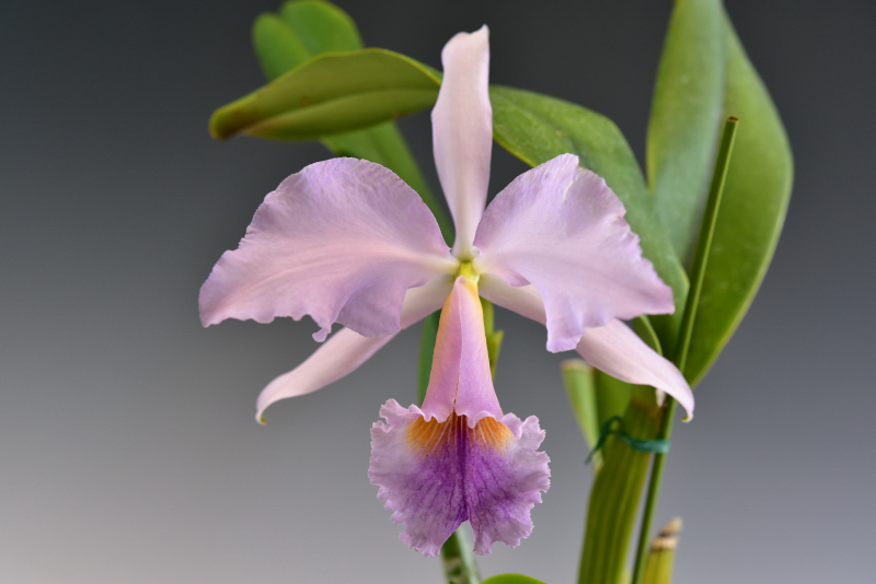 Cattleya jenmanii f. coerulea 'Sorena'