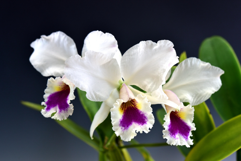 Cattleya labiata f. semialba ('Early Autumn' × self ) (G.C.10-12(B)) 