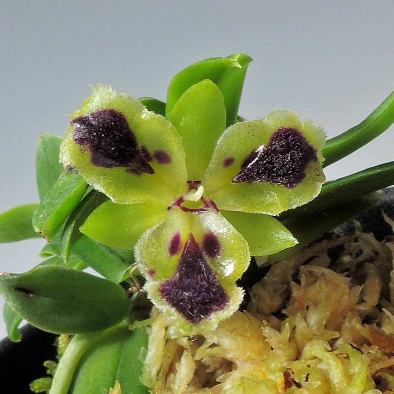 Gastrochilus retrocallus (Hayata) Hayata 1917

