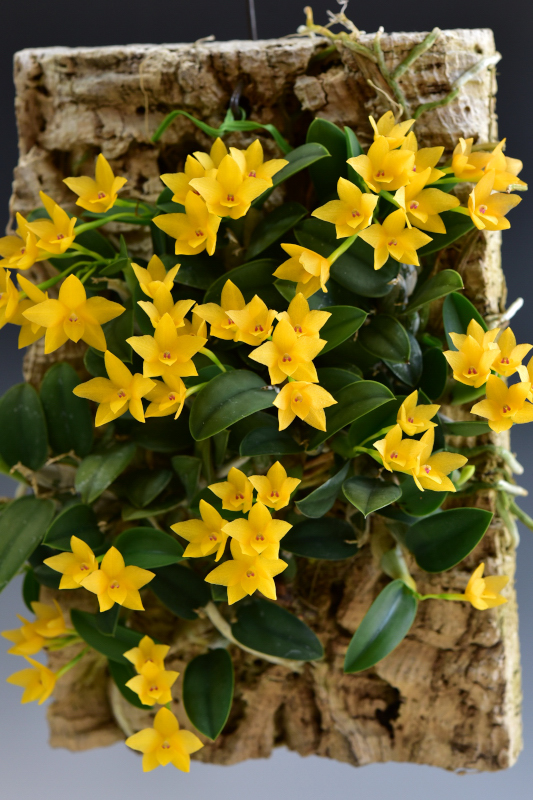 Cattleya cernua f. aurea ‘Kanae’ PC/JOS HCC/AJOS