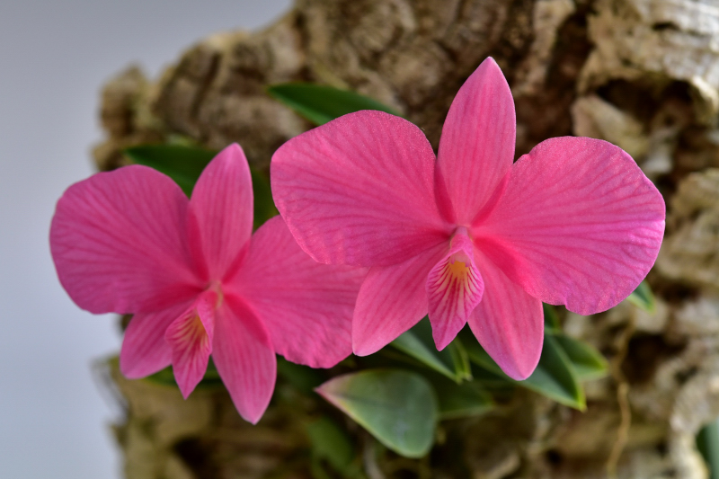 Cattleya wittigiana 'Perfection'