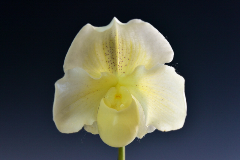 Paphiopedilum Mystic Knight ‘Maximus’