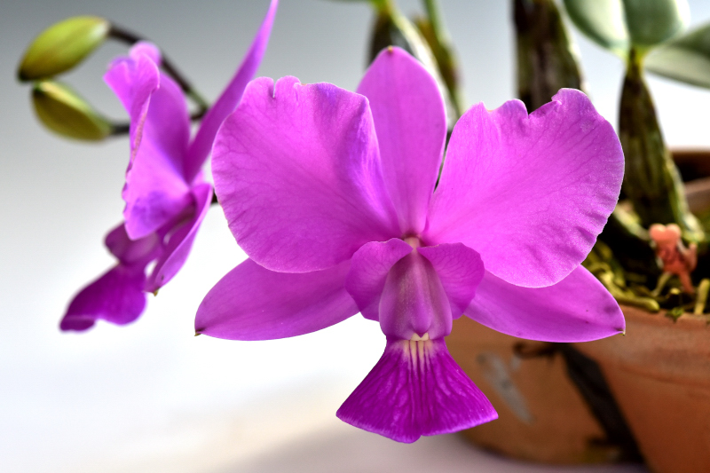 Cattleya walkeriana ‘Seaside Let’