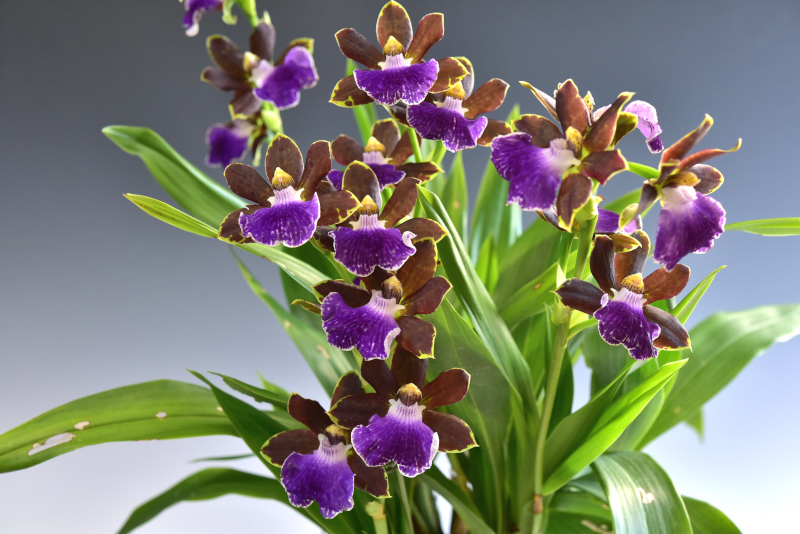 Zygopetalum Cosmo-Fragrance