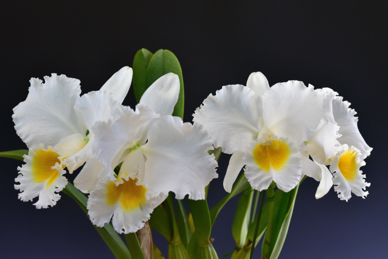 Rhyncholaeliocattleya Mishima Emperor 'Blumen Insel'