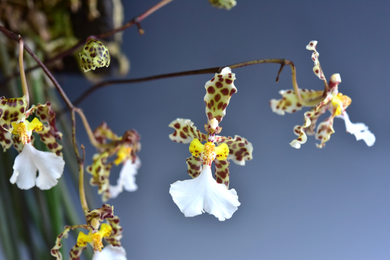 Trichocentrum jonesianum