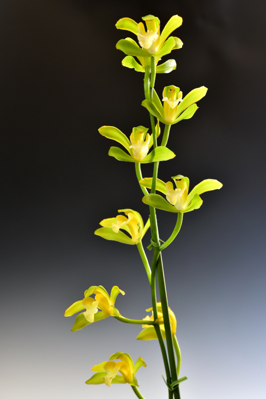 Cymbidium erythraeum f. flavum