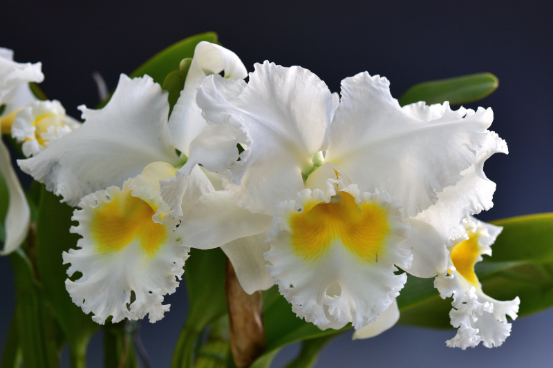 Cattleya Nancy Off 'Lin Wood'