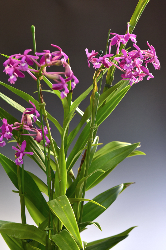 Epidendrum cnemidophorum