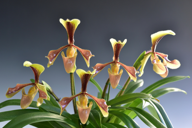 Paphiopedilum villosum