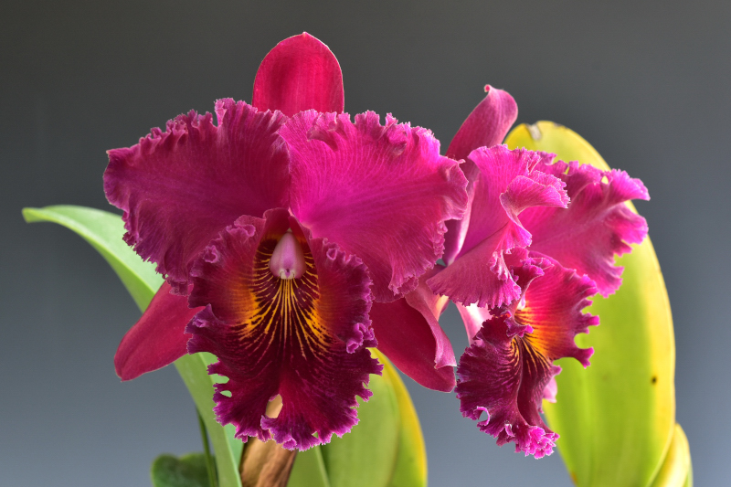 Rhyncholaeliocattleya Chia Lin ’New City’