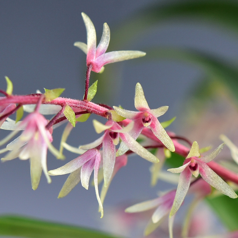 Dendrobium rigidum R.Br., Prodr. 333 (1810)