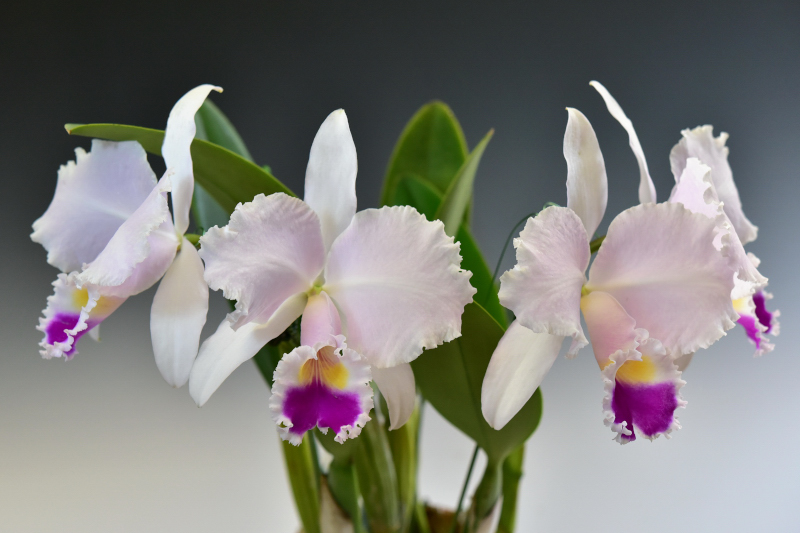 Cattleya trianae 'Nana SM/JOGA