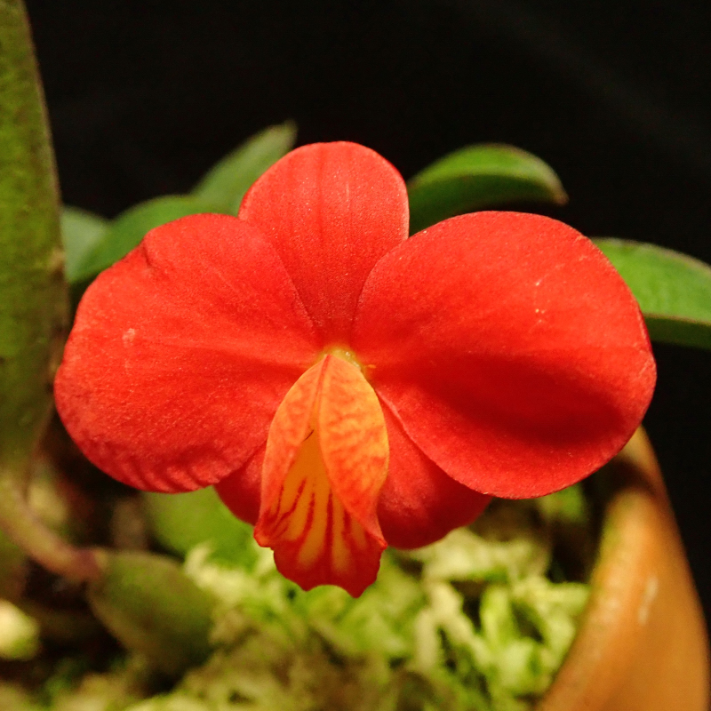 Cattleya mantiqueirae (Fowlie) Van den Berg, 2008