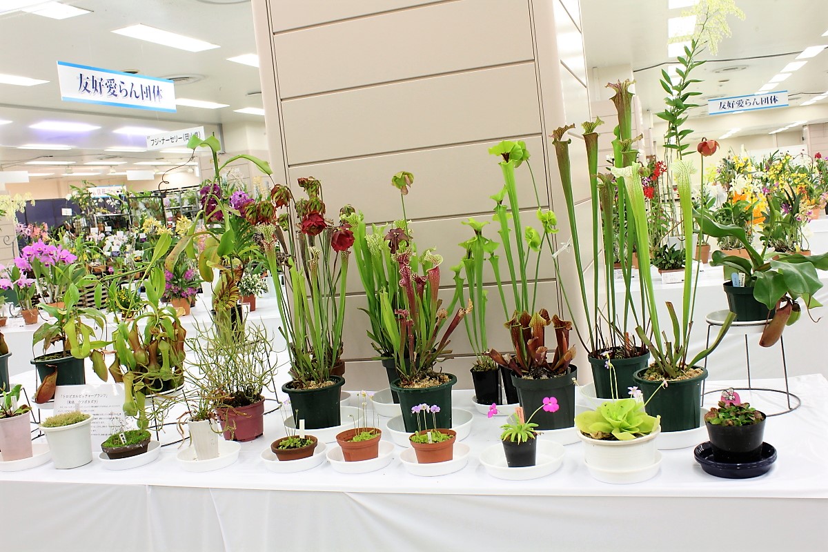 食虫植物展示コーナー