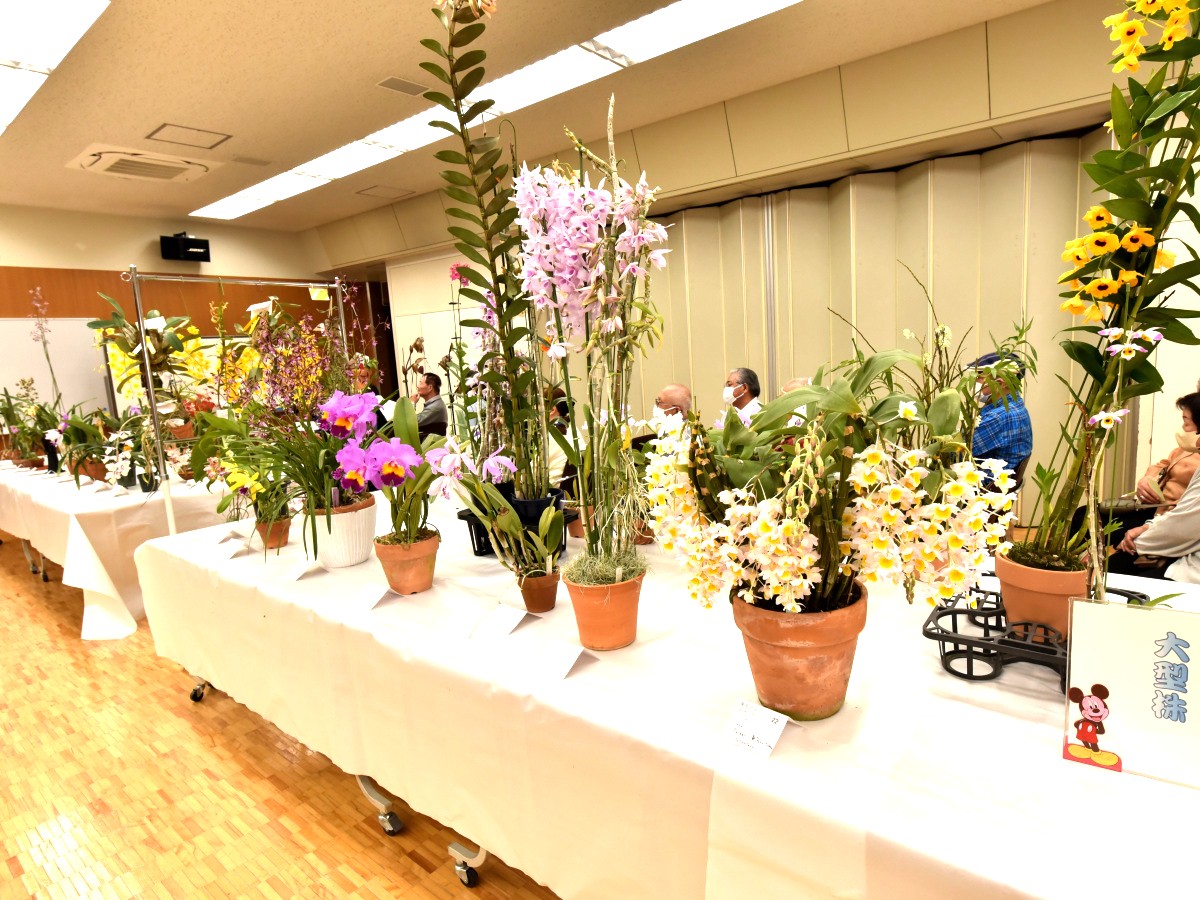 大型株展示