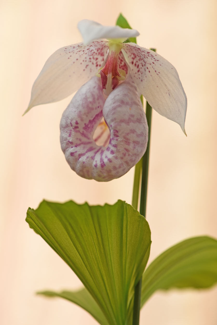 こんな花が咲きました – 蘭友会