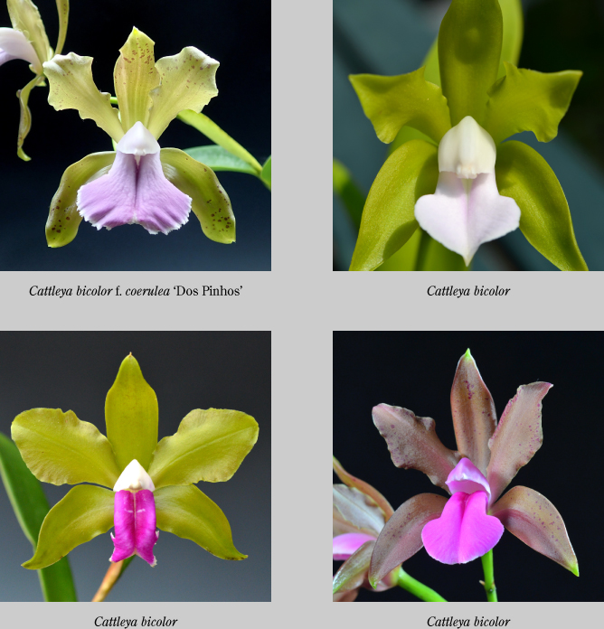 Cattleya bicolor Lindl., Edwards's Bot. Reg. 22: t. 1919 (1836).