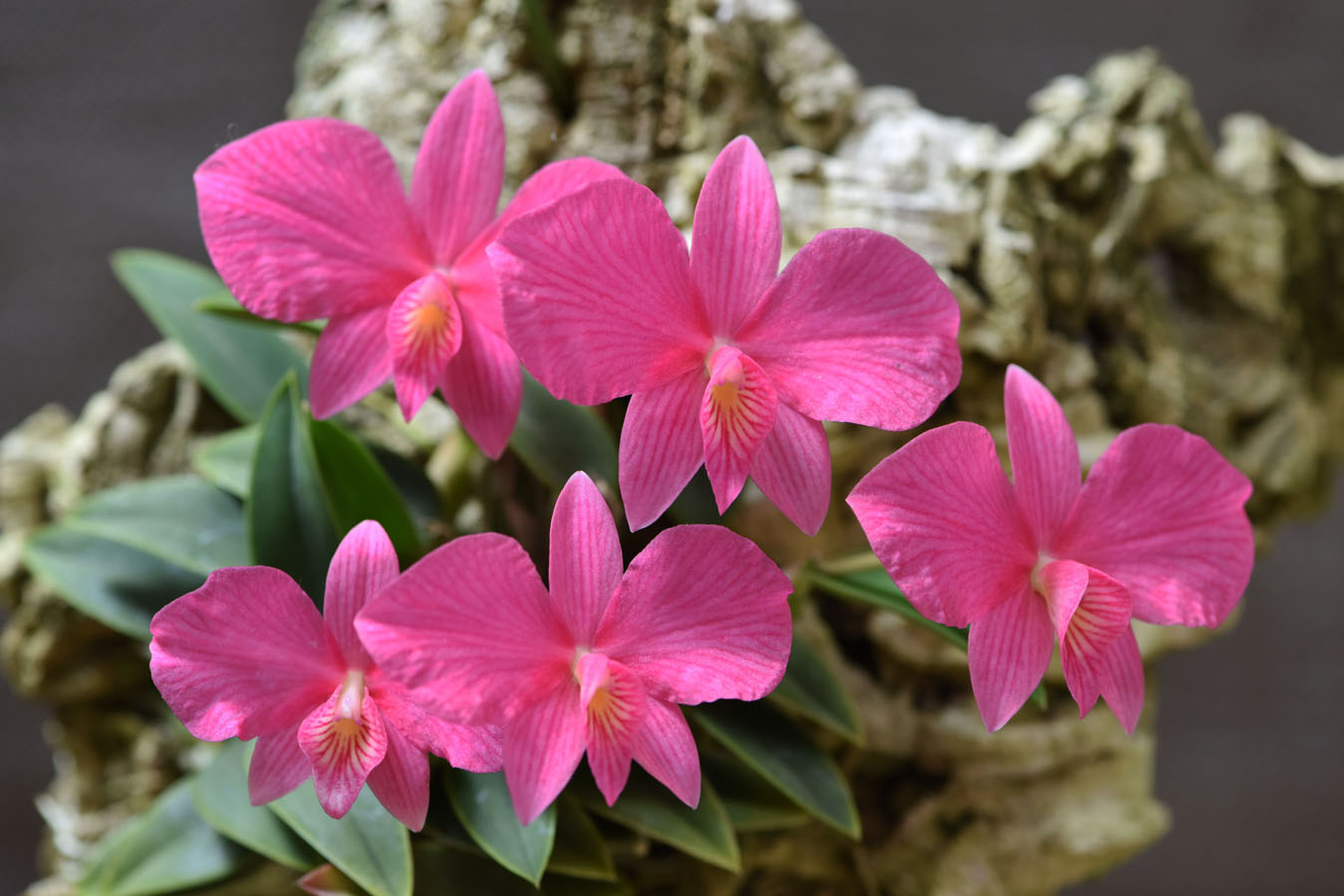 Cattleya wittigiana (Barb.Rodr.) Van den Berg, Neodiversity 3: 12 (2008).