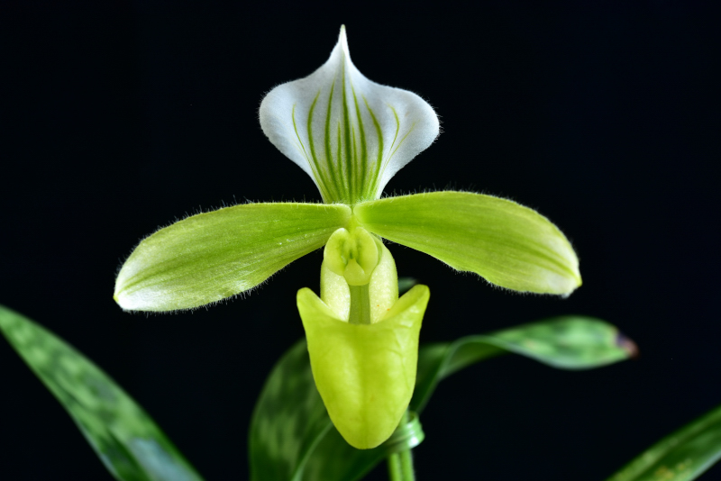 Paphiopedilum purpuratum Lindl. Stein, 1892