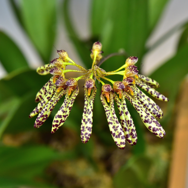 Bulbophyllum sp.