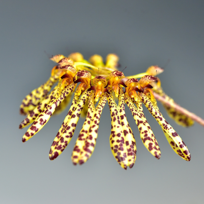 Bulbophyllum sp.