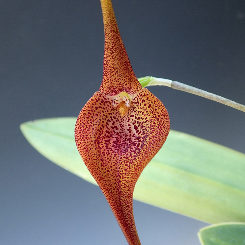 Masdevallia princeps Luer, 1994