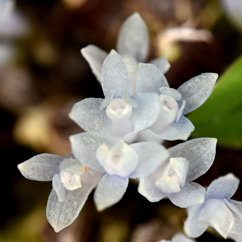 Dendrobium leucocyanum T.M.Reeve 1982