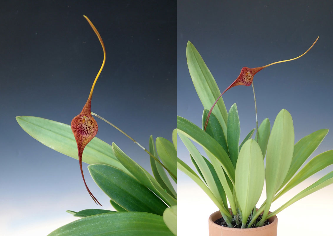 Masdevallia princeps Luer, 1994