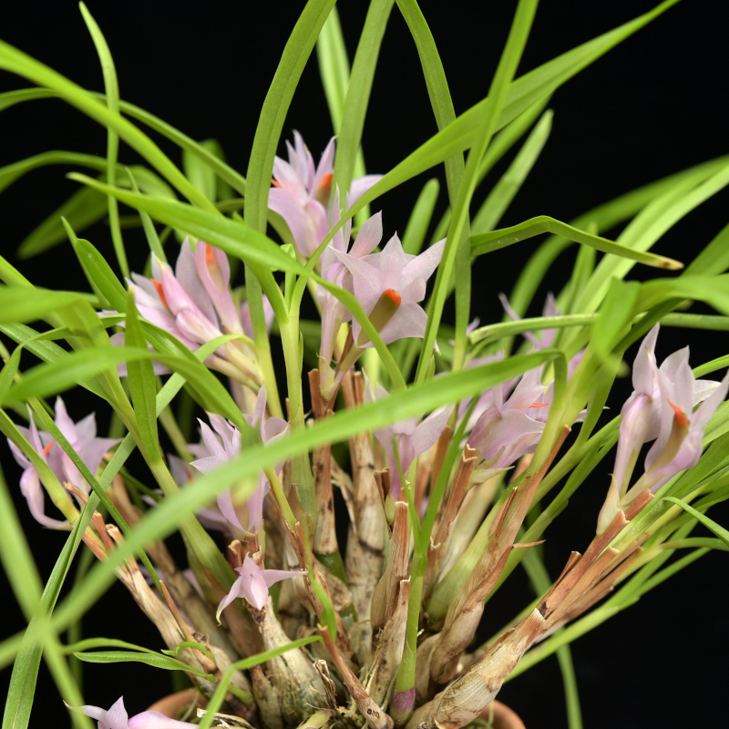 Dendrobium violaceum Kraenzl. 1910