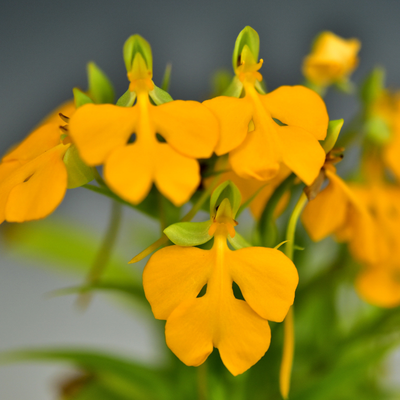 Habenaria rhodocheila Hance, Ann. Sci. Nat., Bot., sér. 5, 5: 243 (1866).