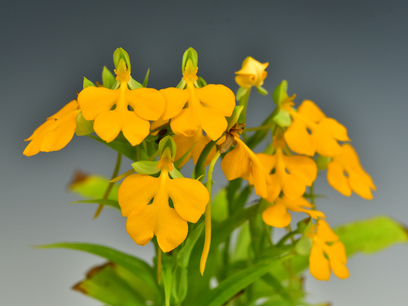 Habenaria rhodocheila Hance, Ann. Sci. Nat., Bot., sér. 5, 5: 243 (1866).