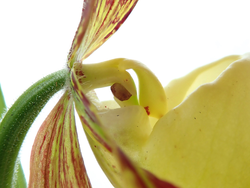 Cypripedium kentuckiense C.F.Reed 1981