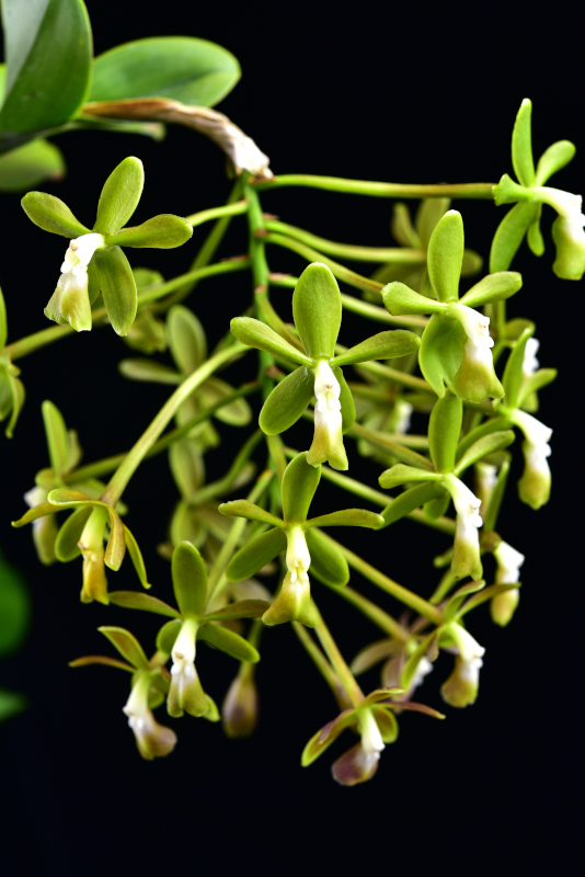 大型株第4位 - Epidendrum robustum 'Chizuka'  AM/JOS 2013　唐木善孝