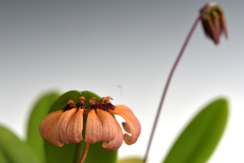 小型株第6位 - Bulbophyllum mastersianum　鈴木隆夫