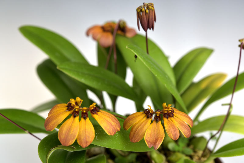 小型株第3位 - Bulbophyllum mastersianum　鈴木隆夫
