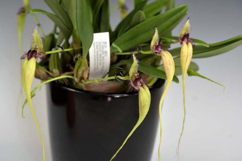 小型株第3位 - Bulbophyllum fascinator f. semialba　冨澤　實